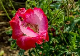 九游网页版入口-0藂'发煒	P醷d硃?罂?醃紆醴+宵